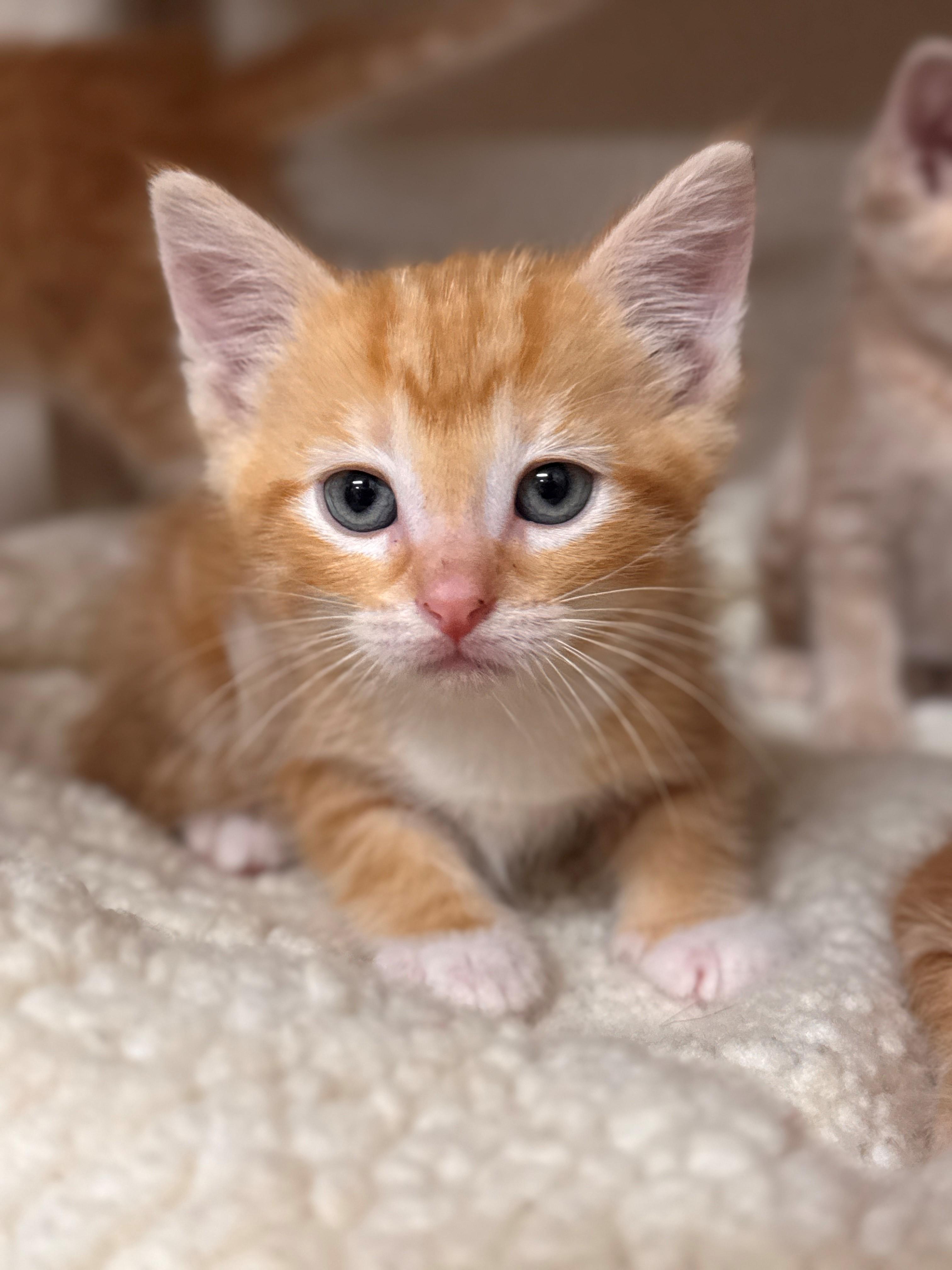 Goldfish, adopted, Kitten Male Domestic Short Hair.