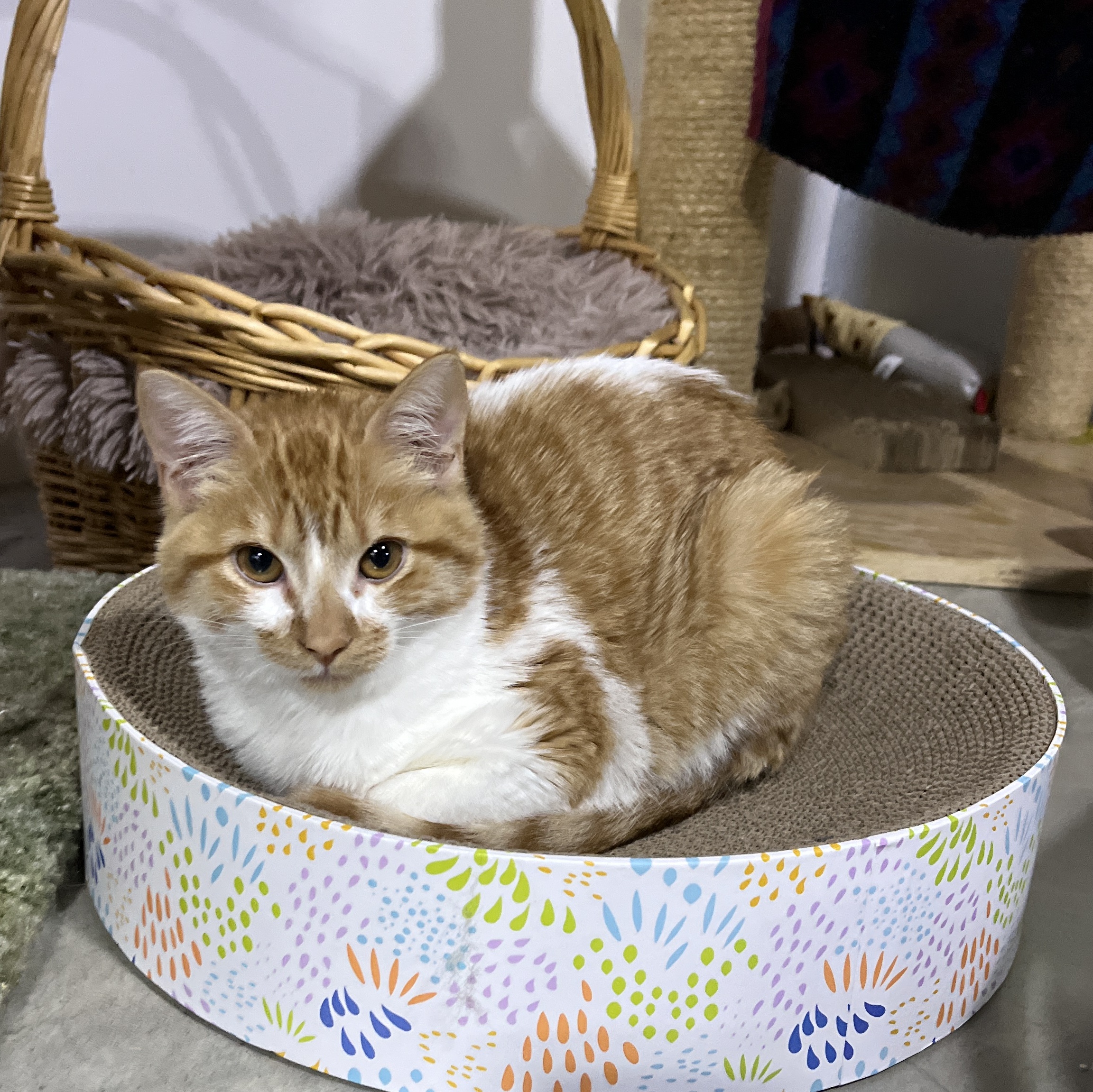 Enlarge Marmalade, a Adopted Domestic Short Hair in Schenectady, NY image 1/3