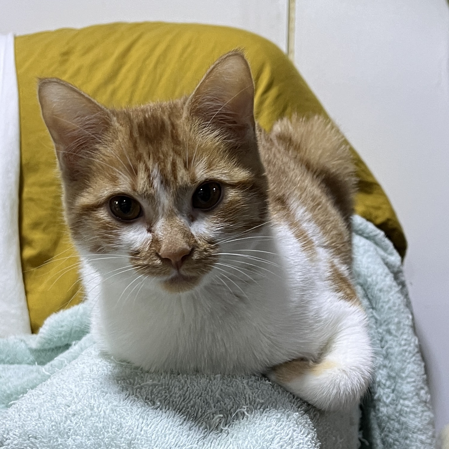 Enlarge Marmalade, a Adopted Domestic Short Hair in Schenectady, NY image 2/3