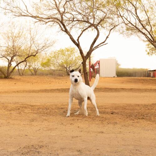 Happy, Adoptable, Young Male American Staffordshire Terrier.