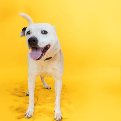 Happy, a Adoptable American Staffordshire Terrier in Sullivan City, TX image 2/5