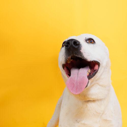 Happy, a Adoptable American Staffordshire Terrier in Sullivan City, TX image 3/5