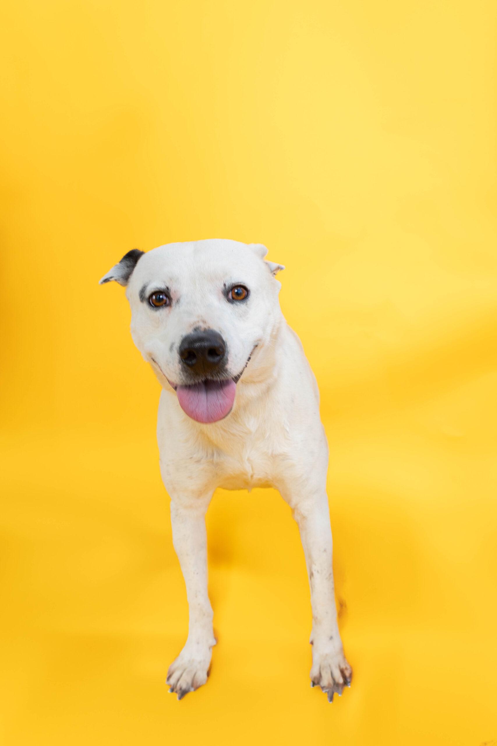 Happy, a Adoptable American Staffordshire Terrier in Sullivan City, TX image 4/5