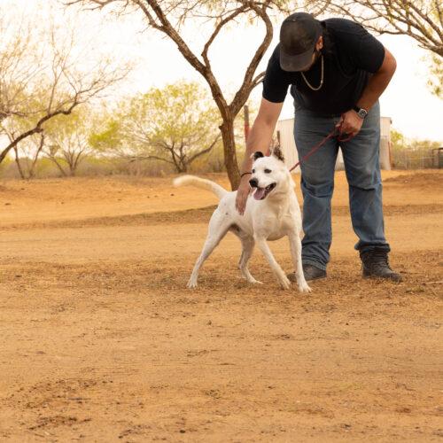 Happy, a Adoptable American Staffordshire Terrier in Sullivan City, TX image 5/5