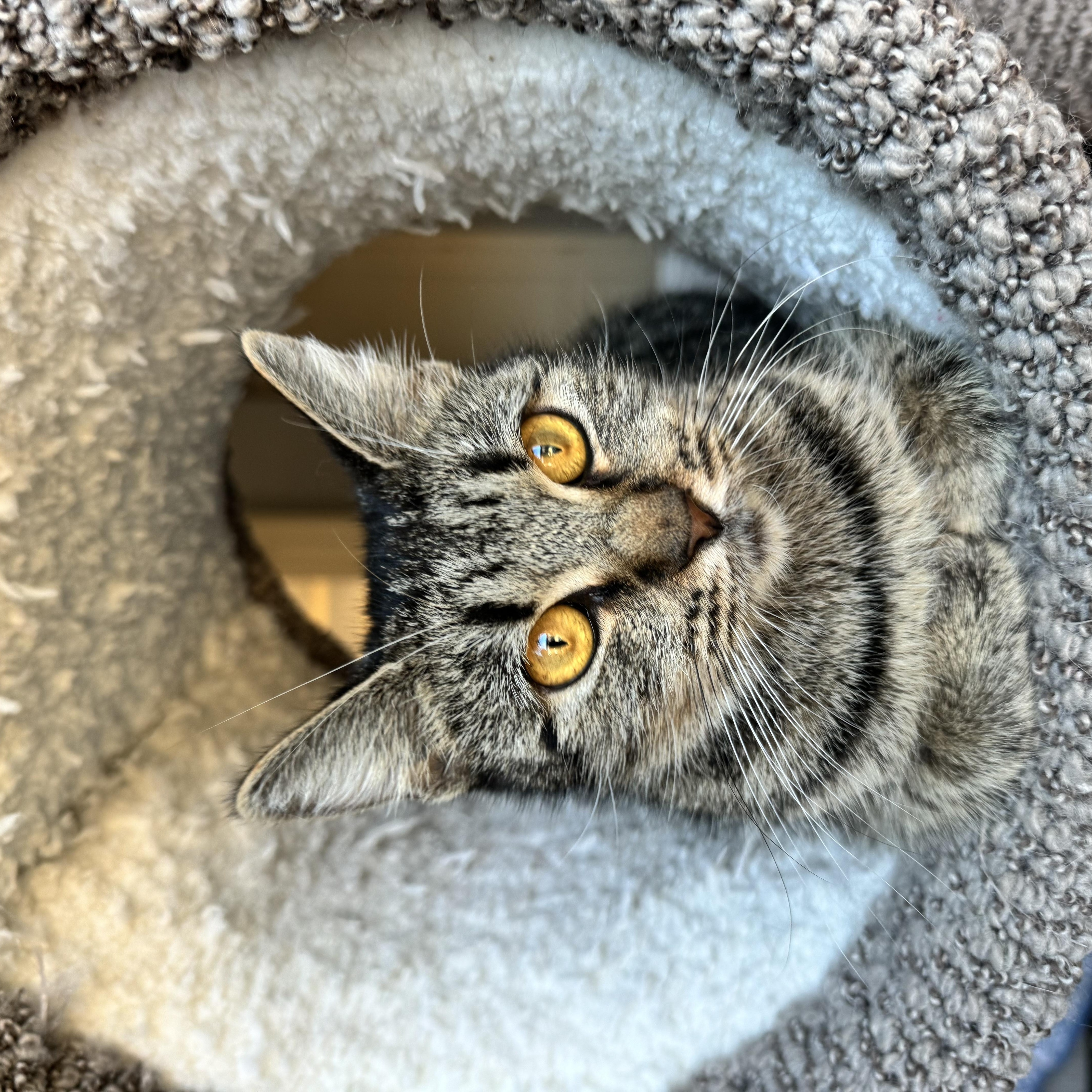 Enlarge Michi, a Adoptable Tabby in Haslet, TX image 2/3
