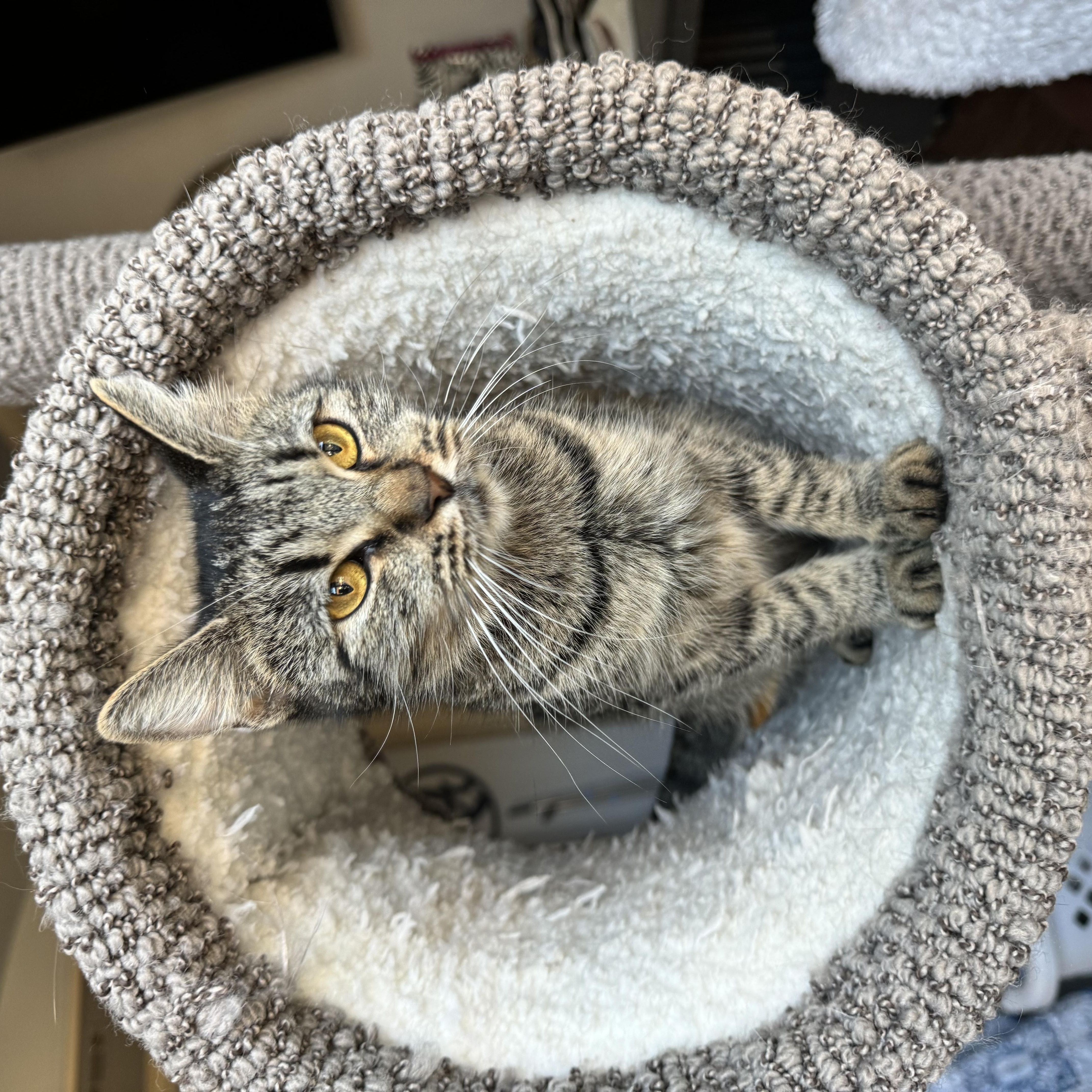 Enlarge Michi, a Adoptable Tabby in Haslet, TX image 3/3