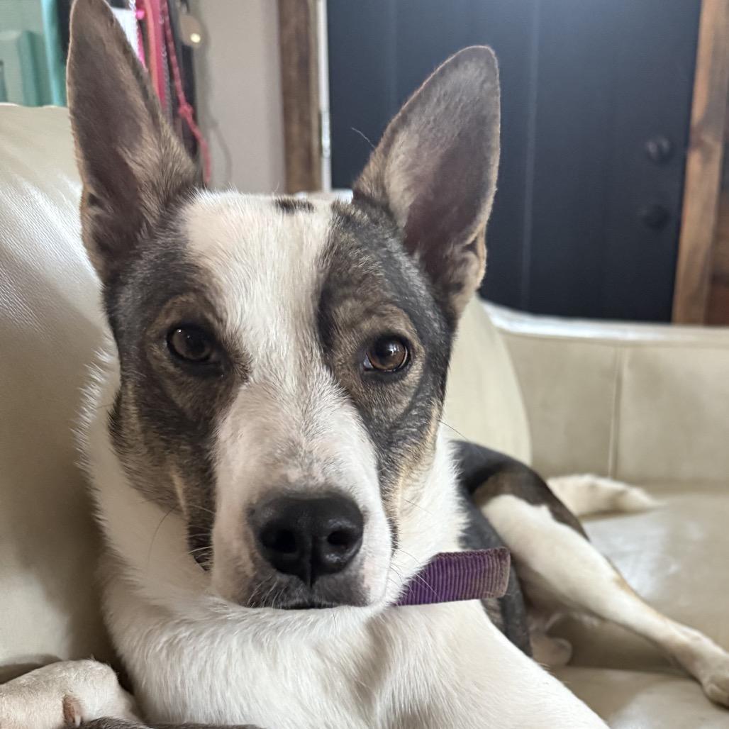 Bingo, Adoptable, Young Male Husky.