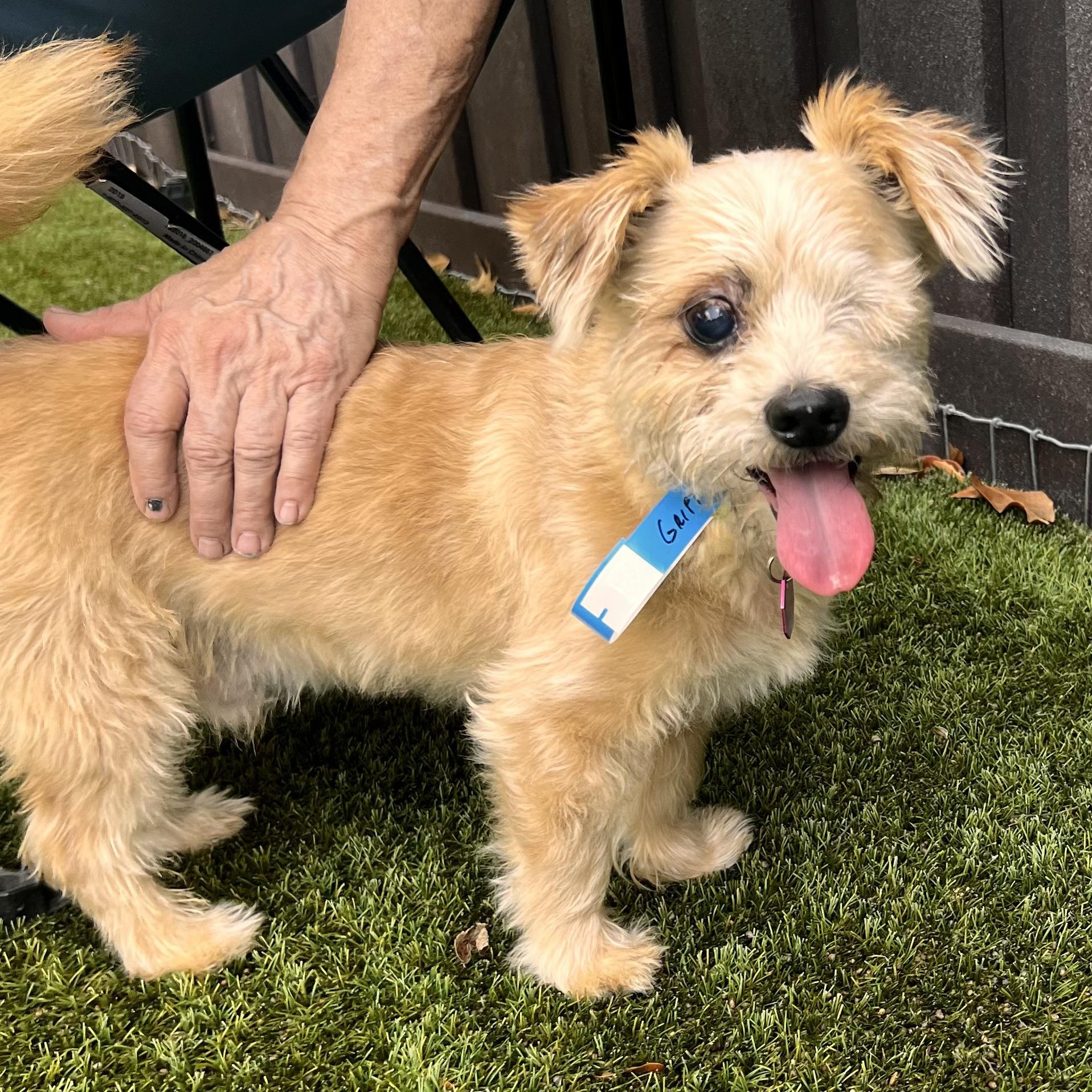Griff East, Adult Male Cairn Terrier