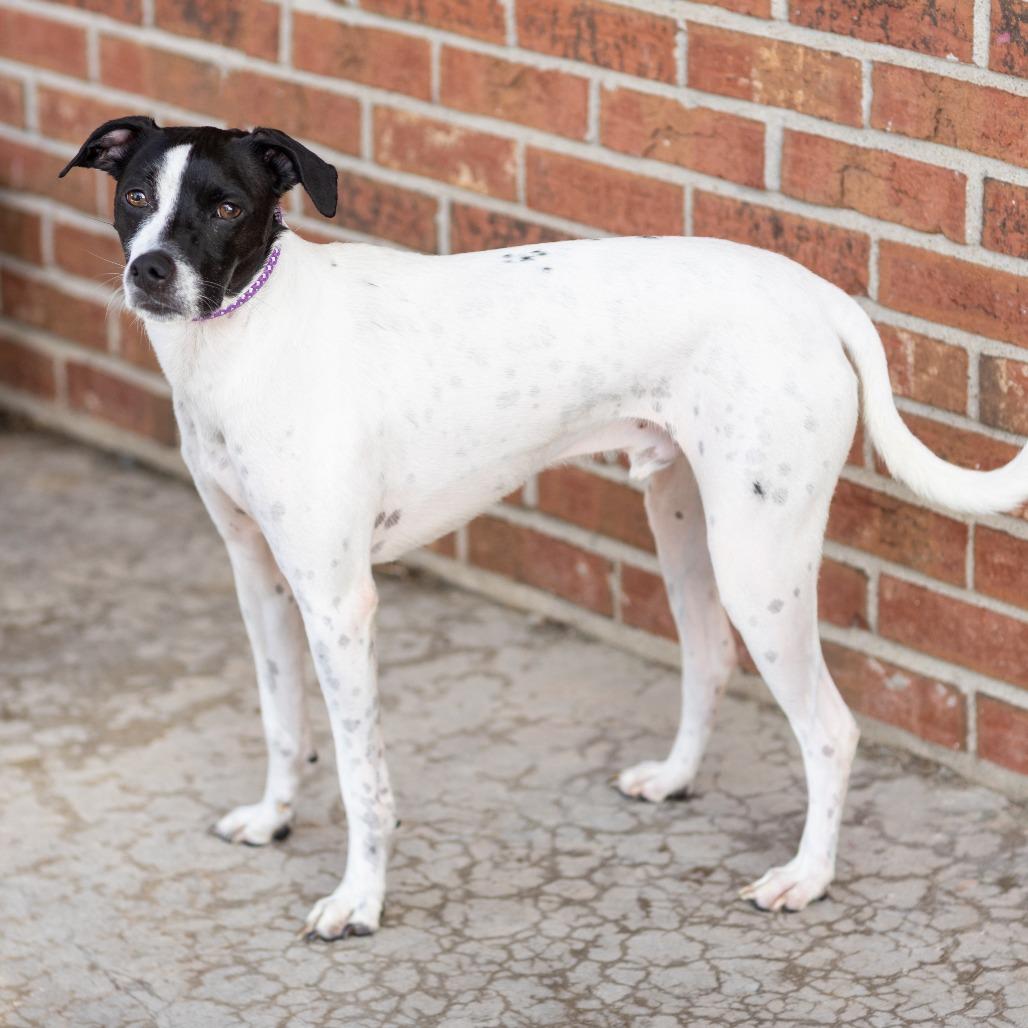Detective Mouse, ADOPTABLE, Adult Male Mixed Breed.