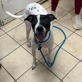 Enlarge Detective Mouse, a ADOPTABLE Mixed Breed in Cape Girardeau, MO image 3/3