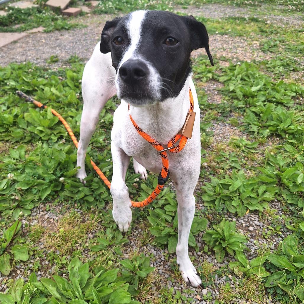 Enlarge Detective Mouse, a ADOPTABLE Mixed Breed in Cape Girardeau, MO image 2/3