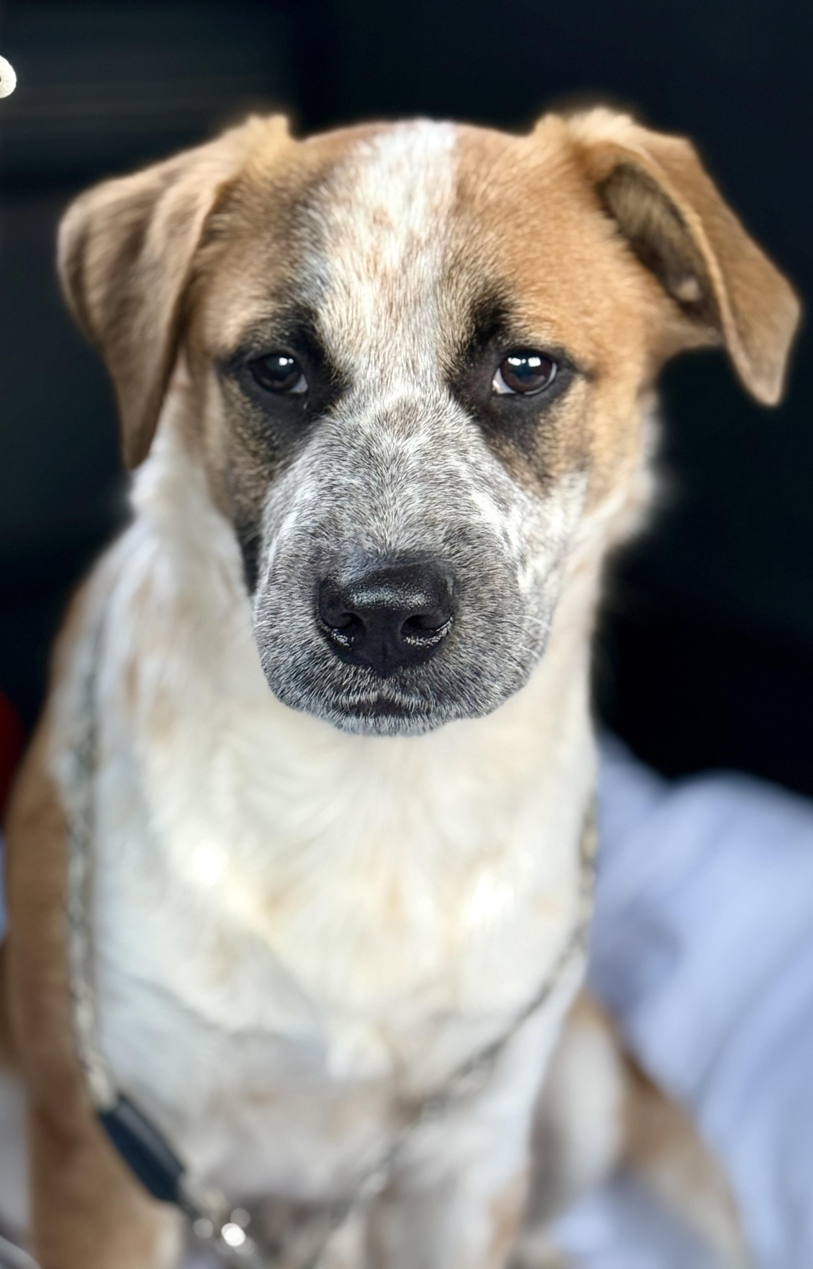 Dog Adopted - Hickory Springfield a Australian Cattle Dog Blue Heeler Dog  in Springfield , IL | Petfinder, image size:2585x4032