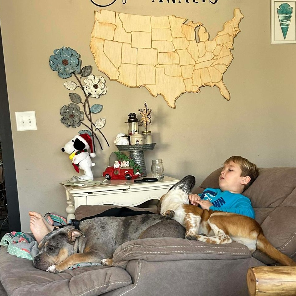 Hickory Springfield , an adopted mixed breed in Springfield , IL image 2/6