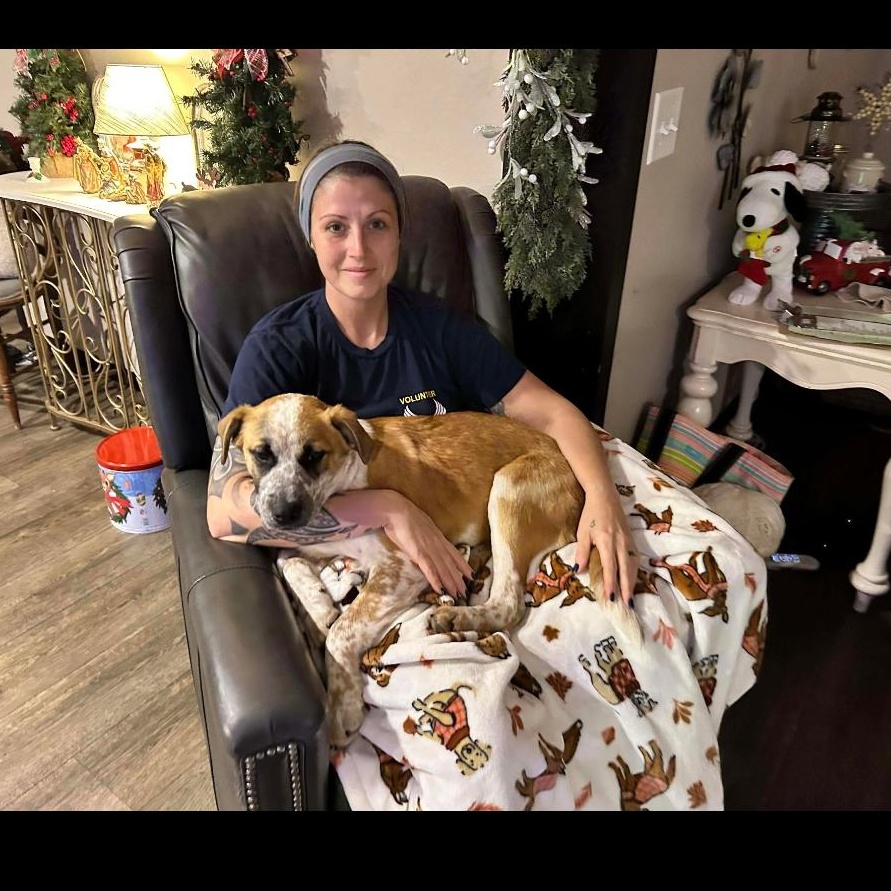 Hickory Springfield , an adopted mixed breed in Springfield , IL image 3/6