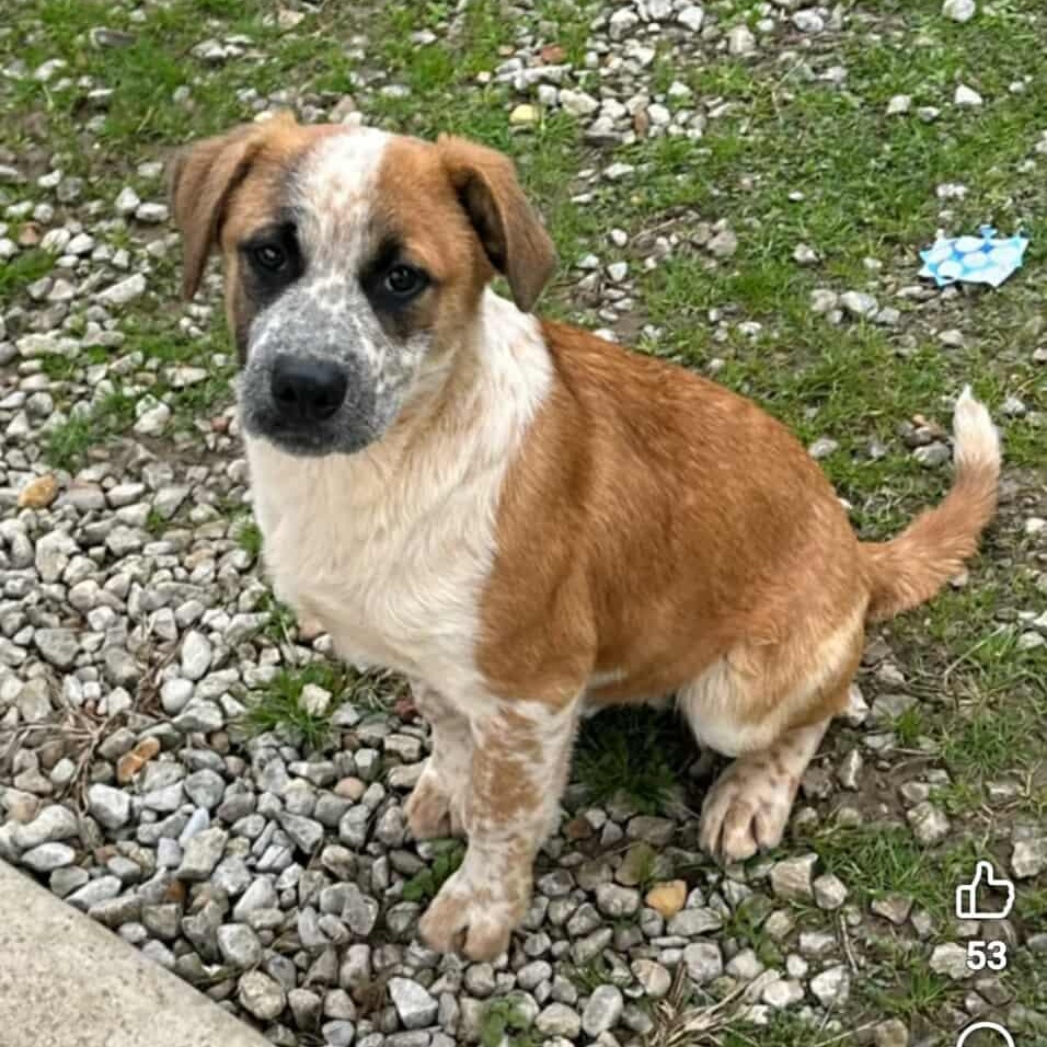 Hickory Springfield , an adopted mixed breed in Springfield , IL image 4/6