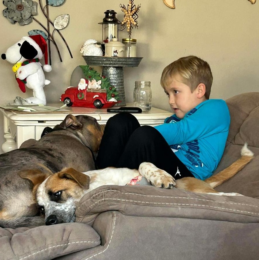 Hickory Springfield , an adopted mixed breed in Springfield , IL image 5/6