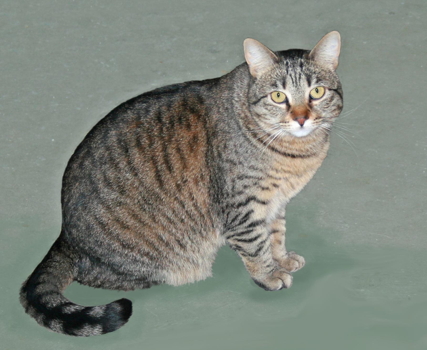 Flory, a ADOPTABLE Tabby in Victoria, MN image 3/4