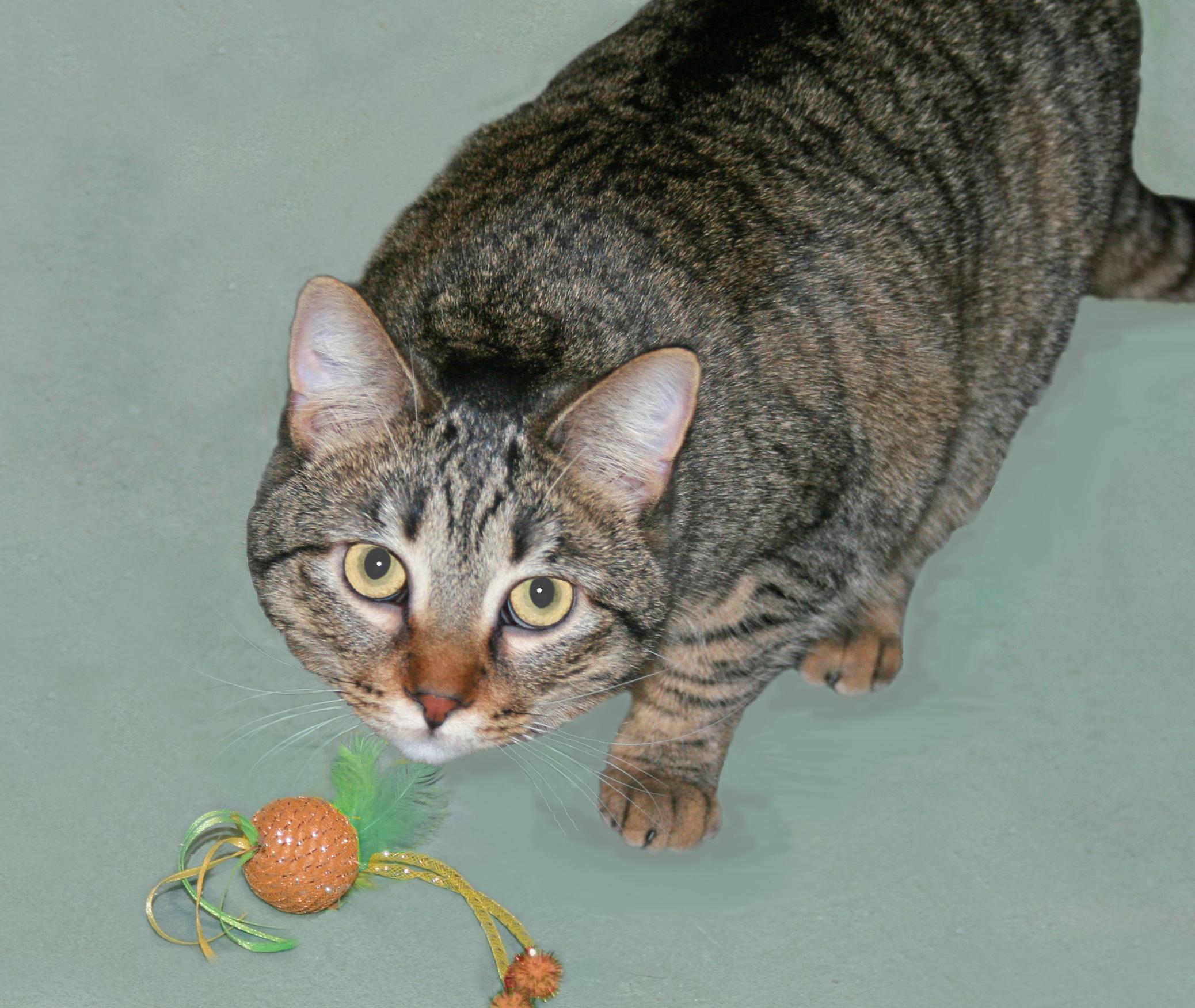 Flory, ADOPTABLE, Adult Female Tabby.