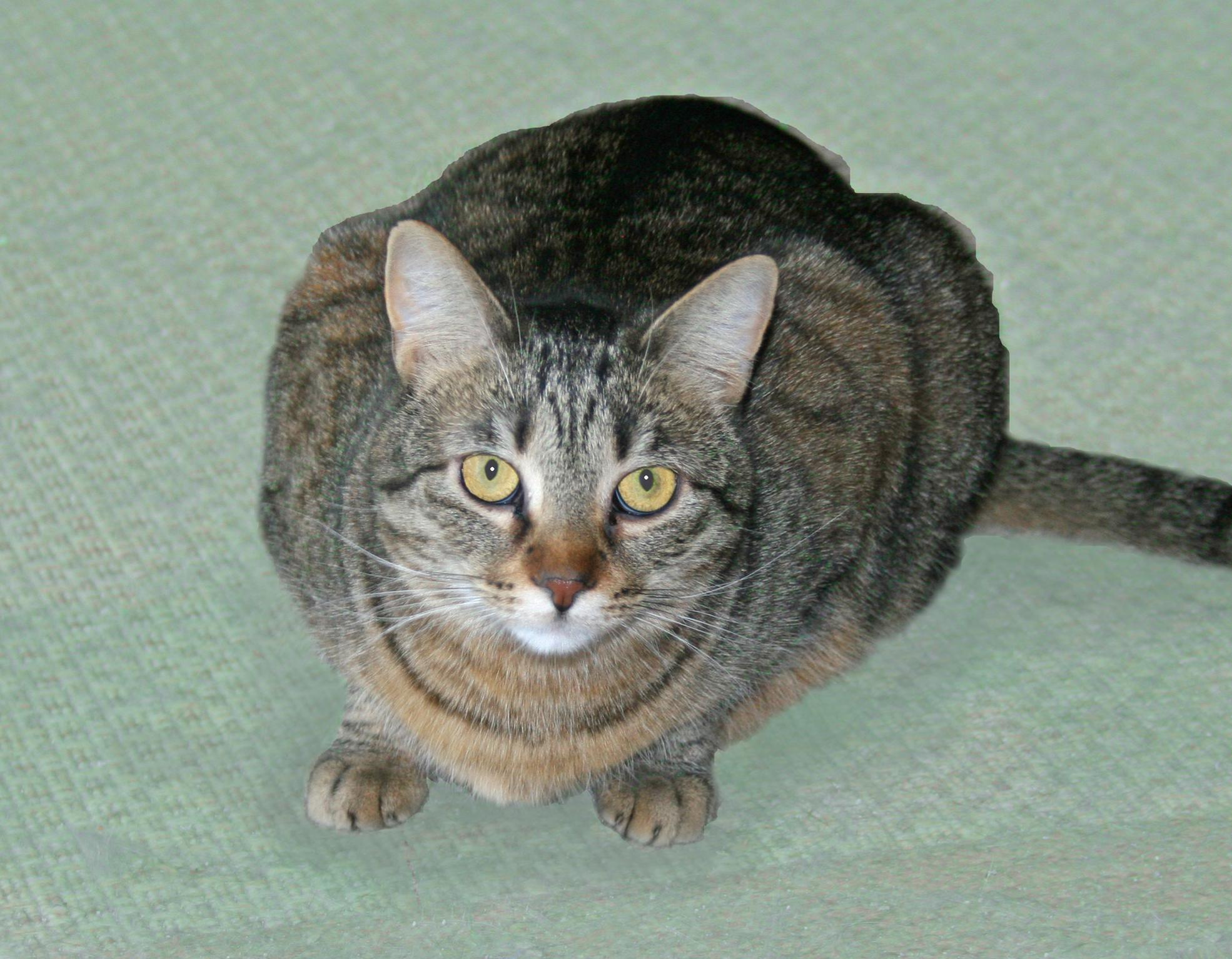 Flory, a ADOPTABLE Tabby in Victoria, MN image 4/4