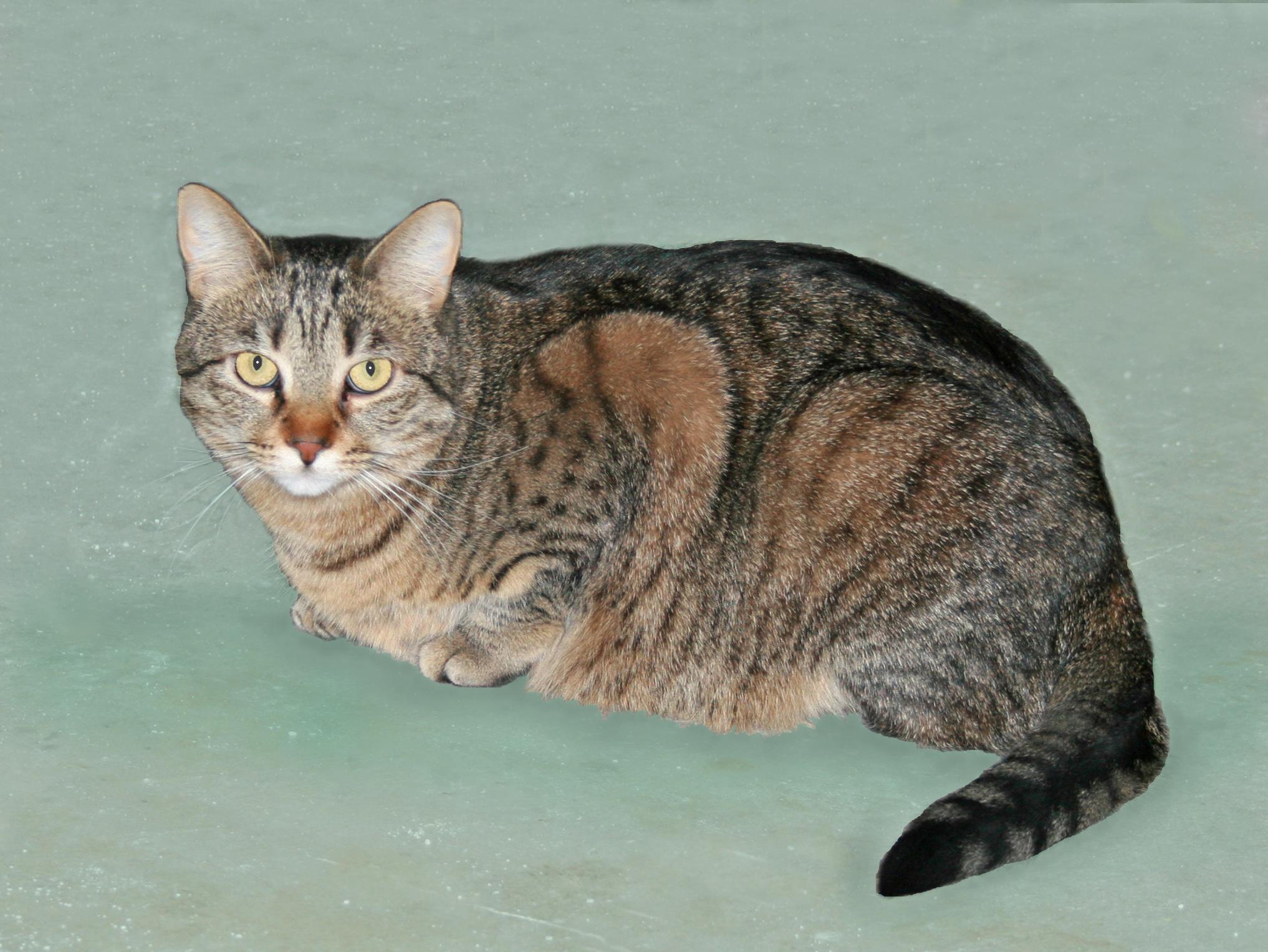 Flory, a ADOPTABLE Tabby in Victoria, MN image 2/4
