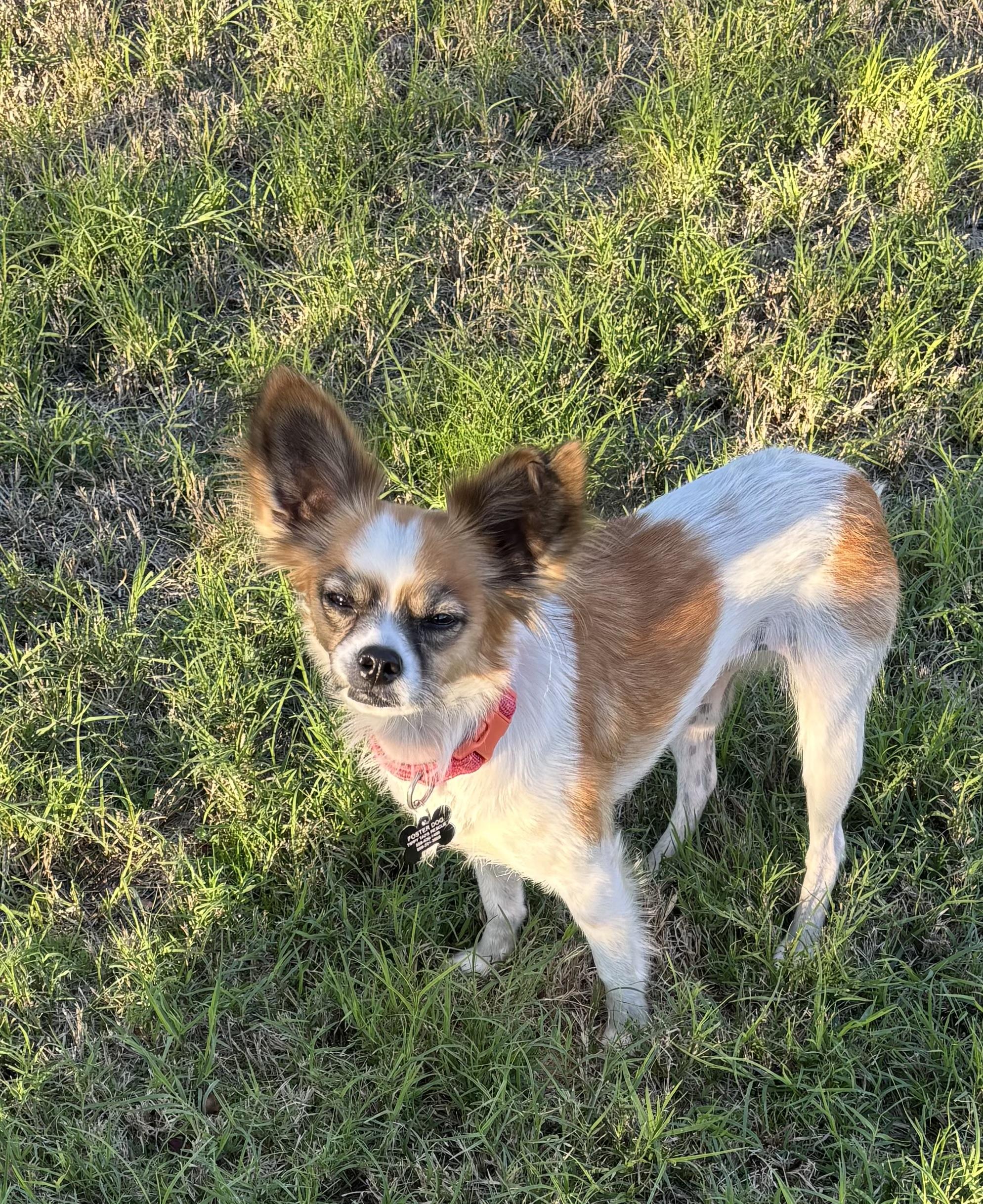 Enlarge Sorcha, a Adoptable mixed breed in Fresno, CA image 1/3