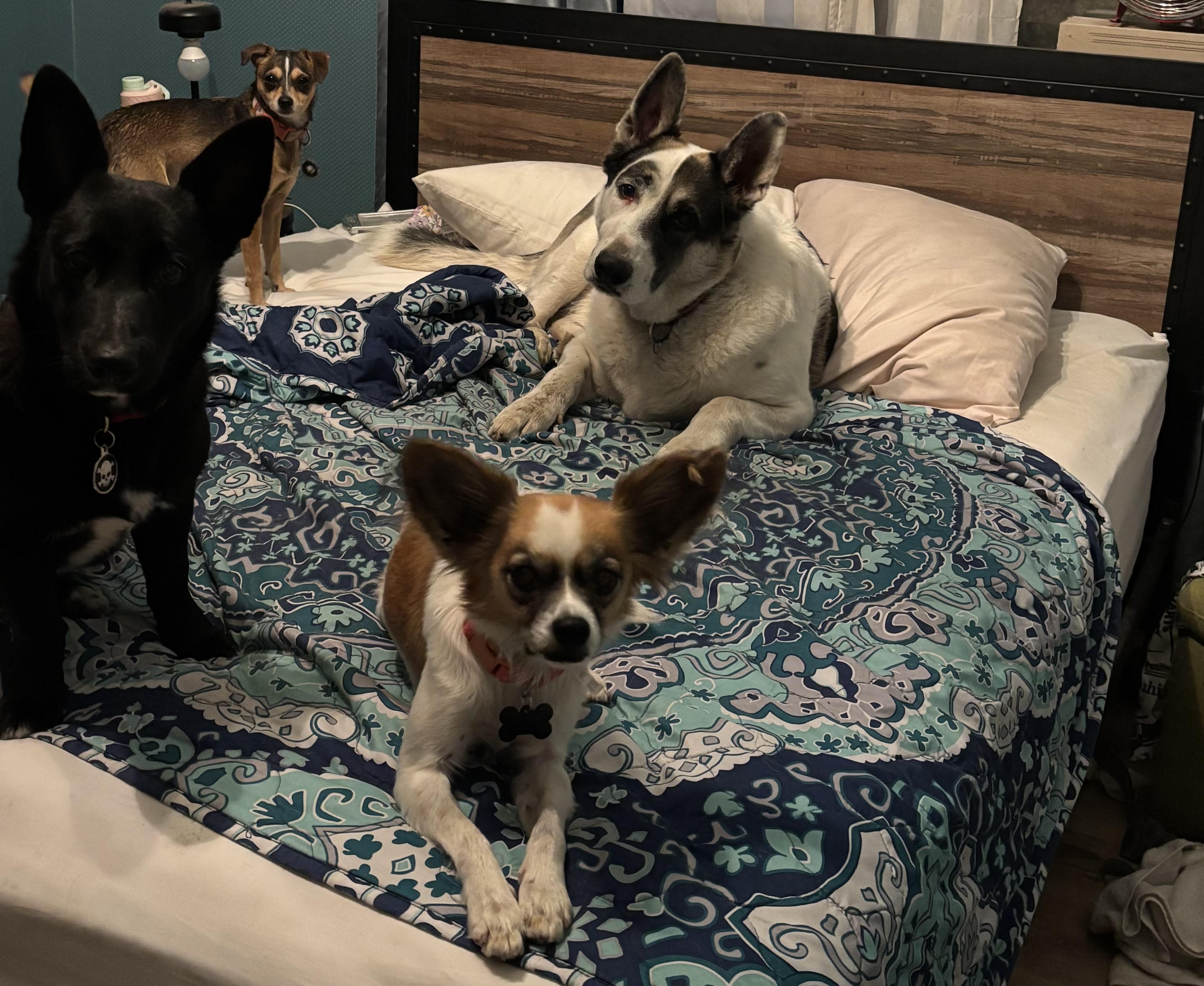 Enlarge Sorcha, a Adoptable mixed breed in Fresno, CA image 2/3