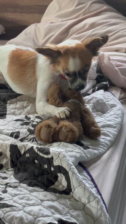 Enlarge Sorcha, a Adoptable mixed breed in Fresno, CA video 3/3