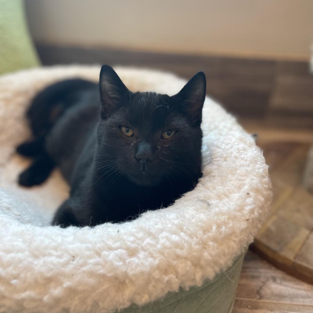 Coal, Adoptable, Kitten Male Domestic Short Hair.