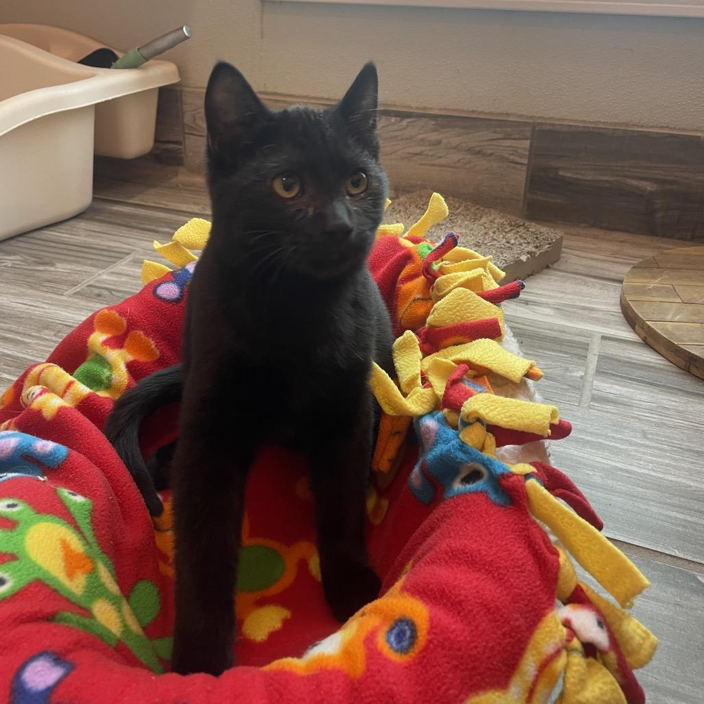 Coal, a Adoptable Domestic Short Hair in West Des Moines, IA image 2/4