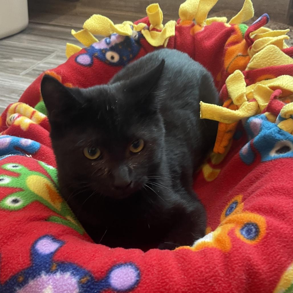 Coal, a Adoptable Domestic Short Hair in West Des Moines, IA image 3/4