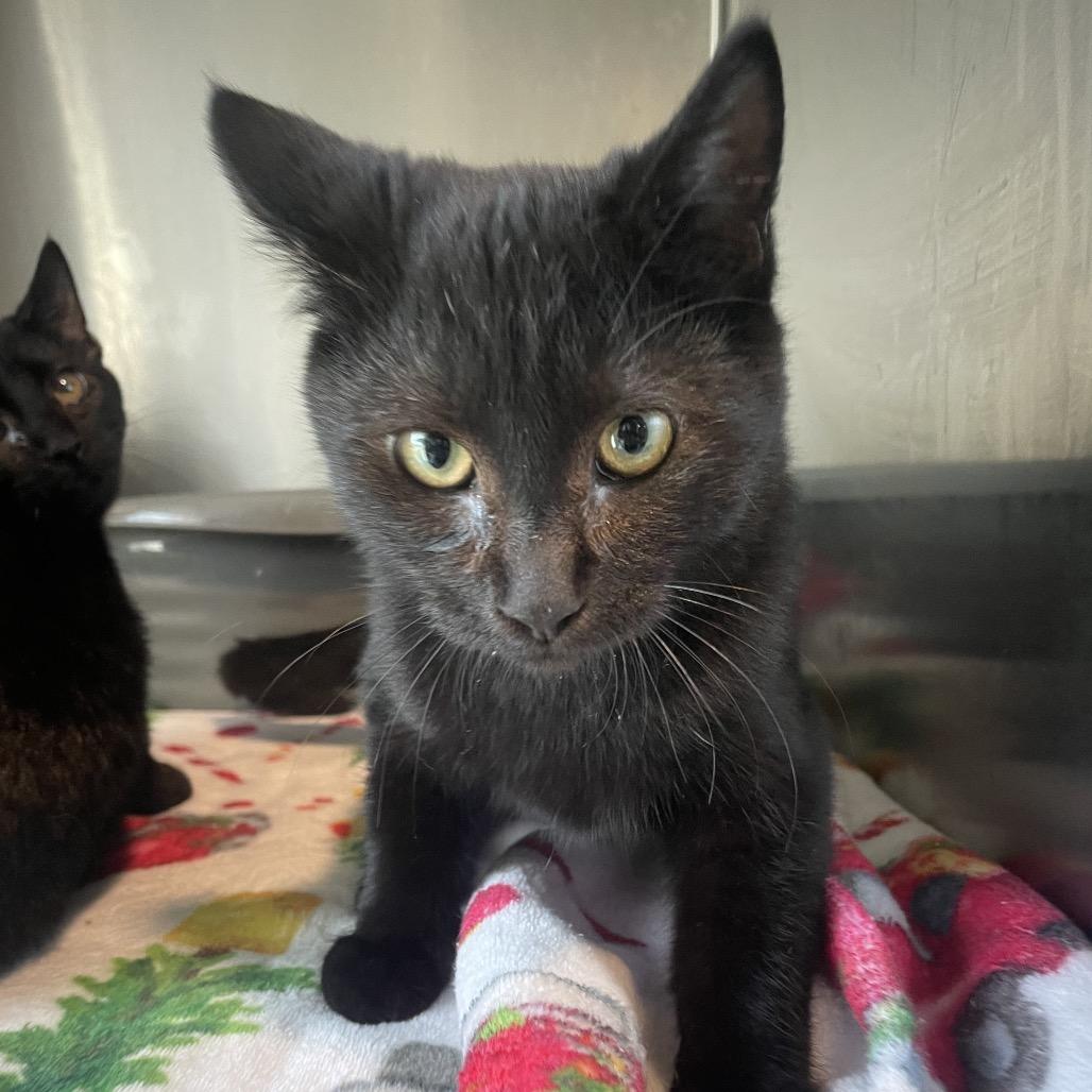 Coal, a Adoptable Domestic Short Hair in West Des Moines, IA image 4/4