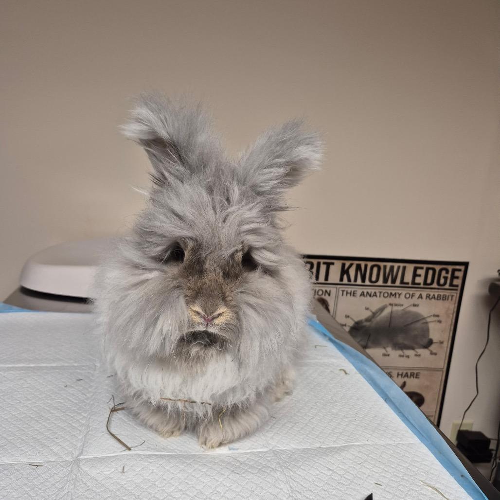 Tristan, Adoptable, Young Female Angora Rabbit.