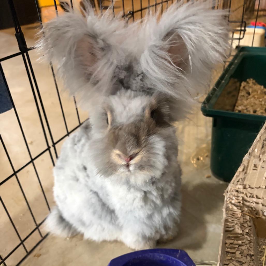 Enlarge Tristan, a Adoptable Angora Rabbit in Gansevoort, NY image 2/3