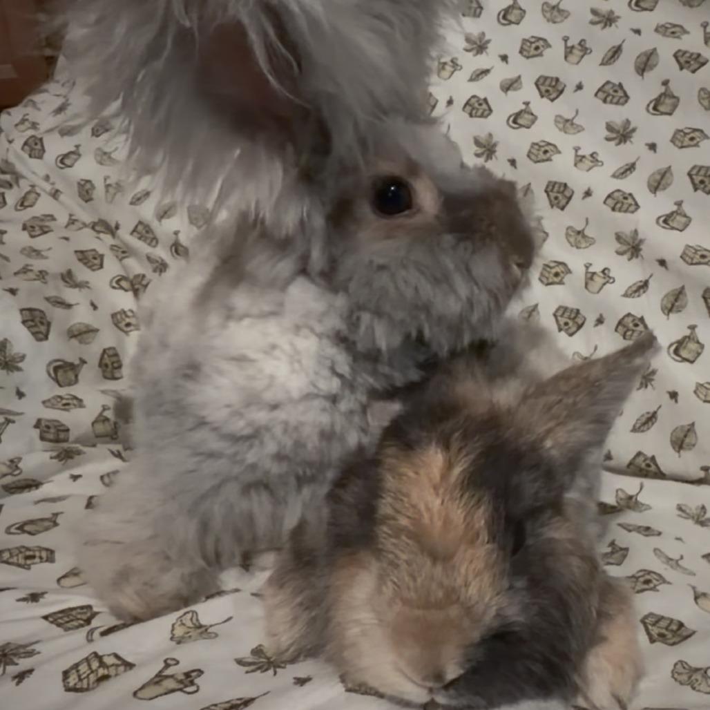 Enlarge Tristan, a Adoptable Angora Rabbit in Gansevoort, NY image 3/3