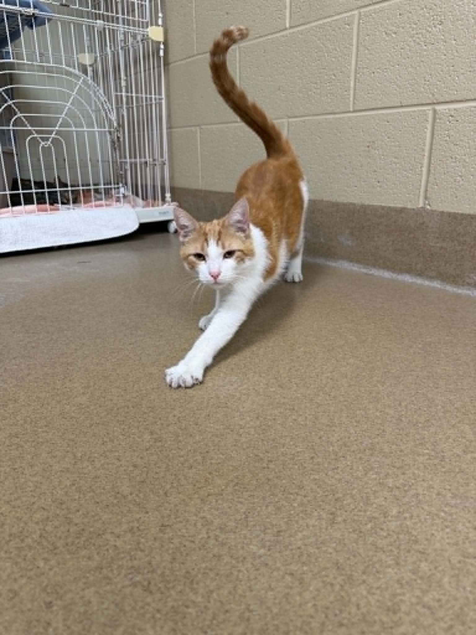 Hot Wheels, an adoptable Domestic Short Hair in Myerstown, PA image 2/3