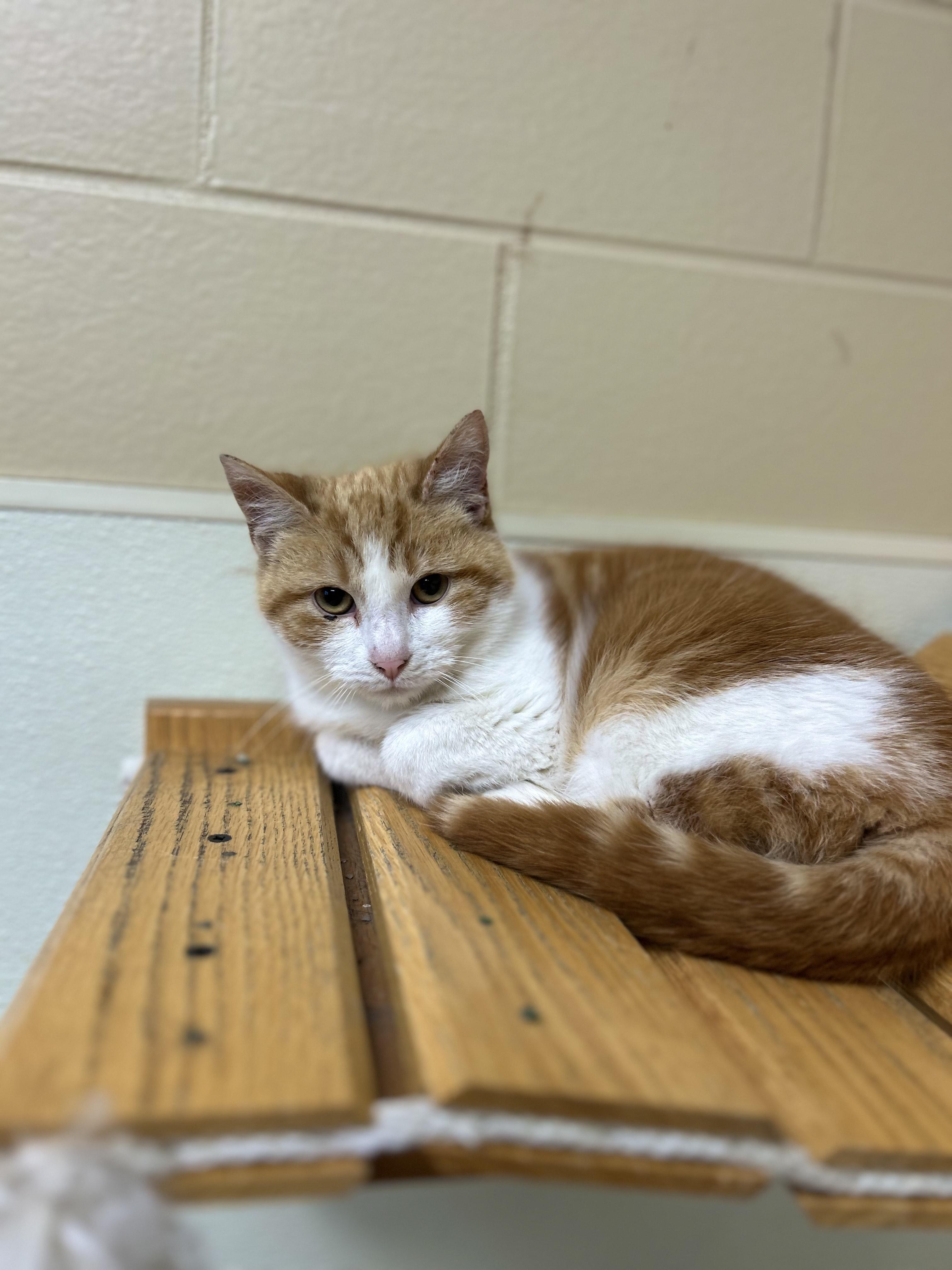 Hot Wheels, an adoptable Domestic Short Hair in Myerstown, PA image 3/3