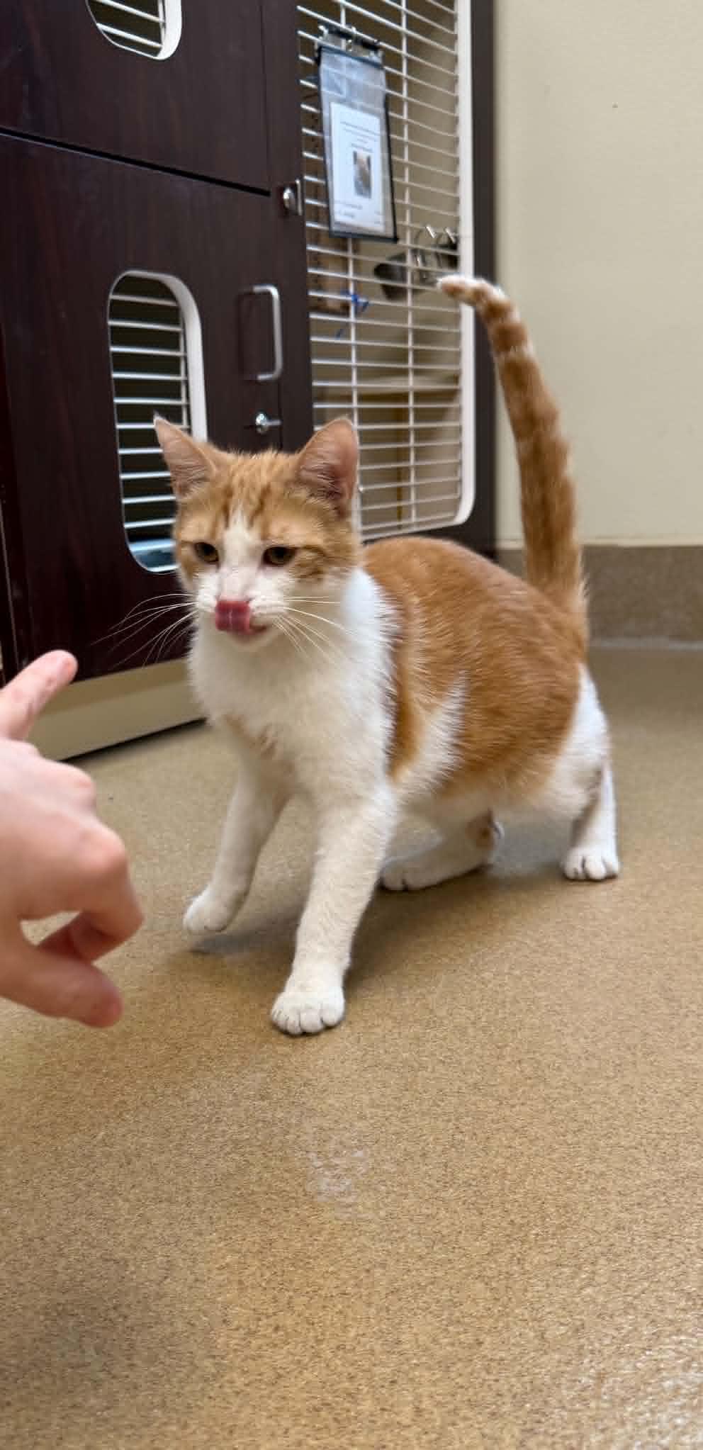 Hot Wheels, an adoptable Domestic Short Hair in Myerstown, PA image 1/3