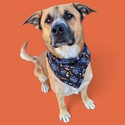 Baxter -- URGENT!!, Adoptable, Adult Male Shepherd.