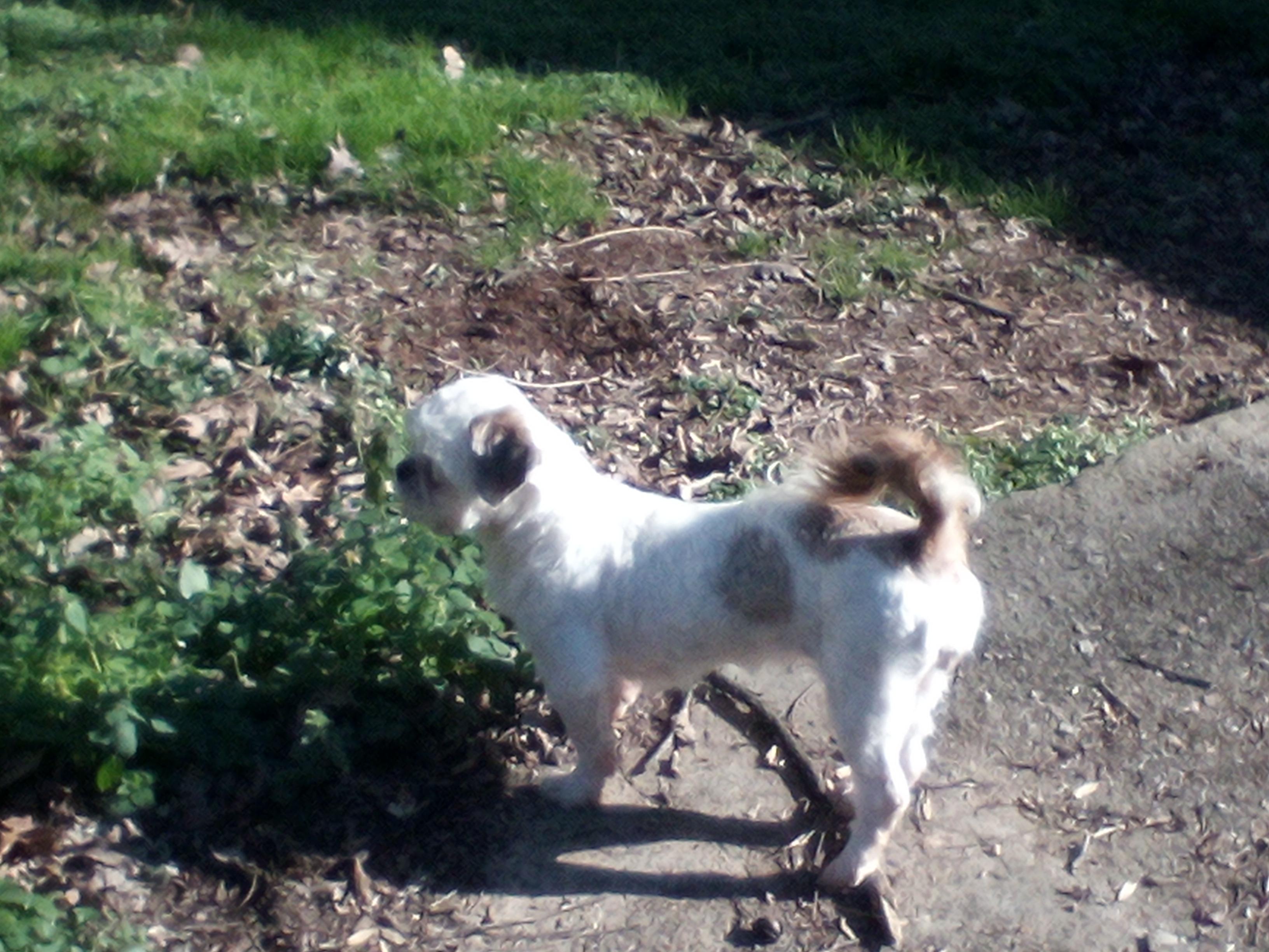 Enlarge Piper, a ADOPTABLE Shih Tzu in Atlanta, GA image 3/4