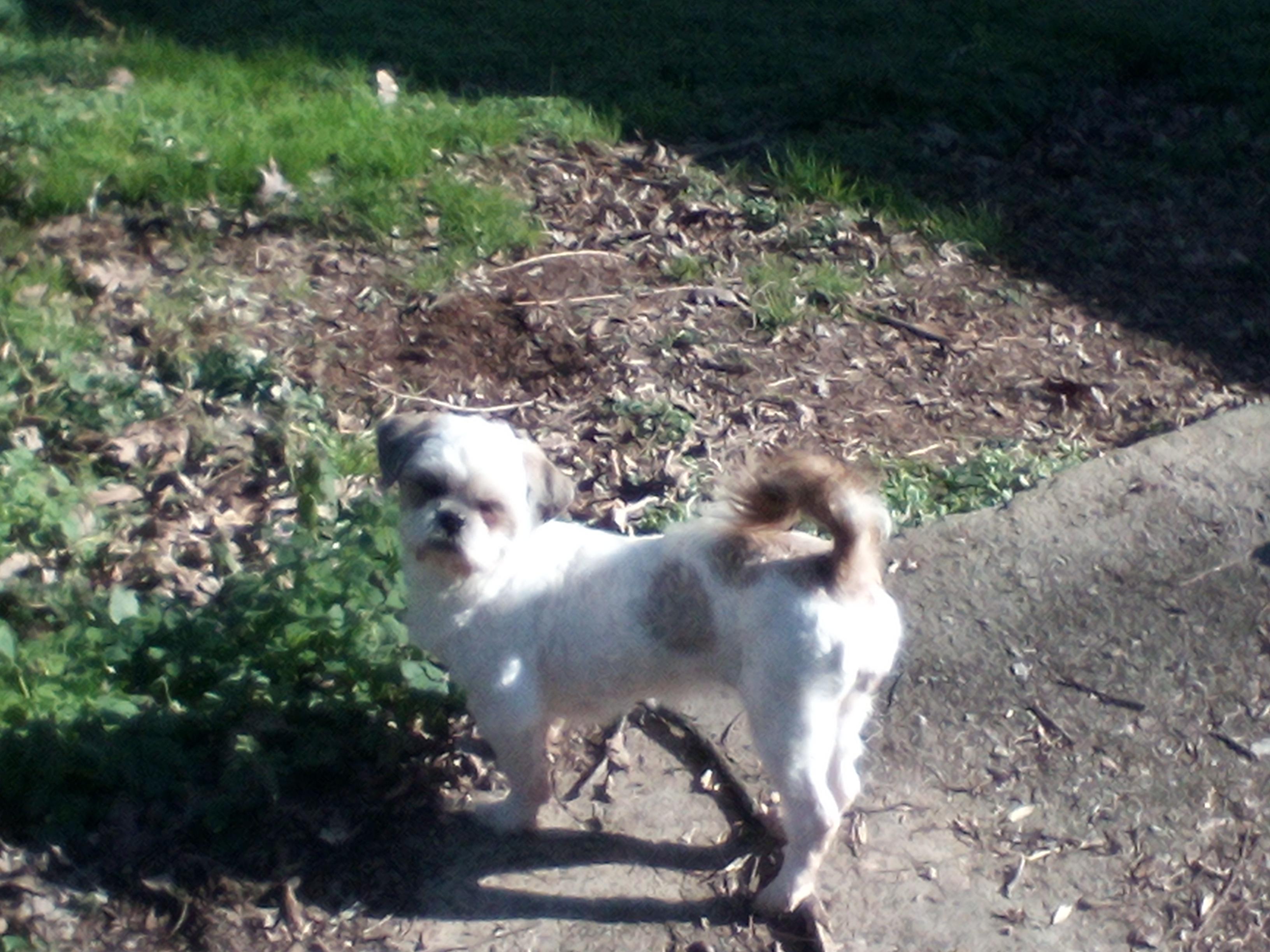 Piper, ADOPTABLE, Adult Female Shih Tzu.