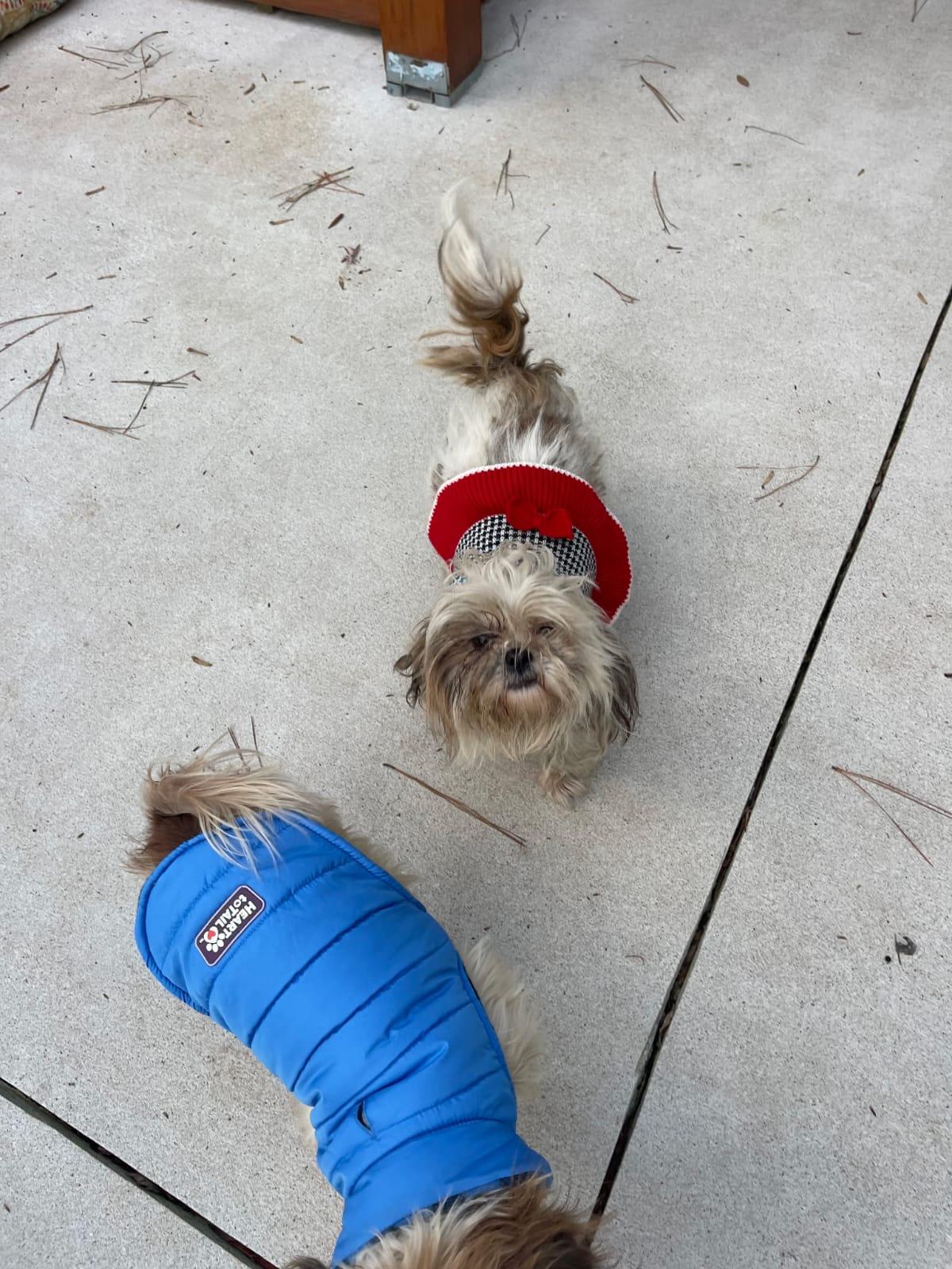 Enlarge Piper, a ADOPTABLE Shih Tzu in Atlanta, GA image 4/4