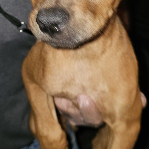 Phoenix, Adoptable, Young Male Black Mouth Cur & Golden Retriever.
