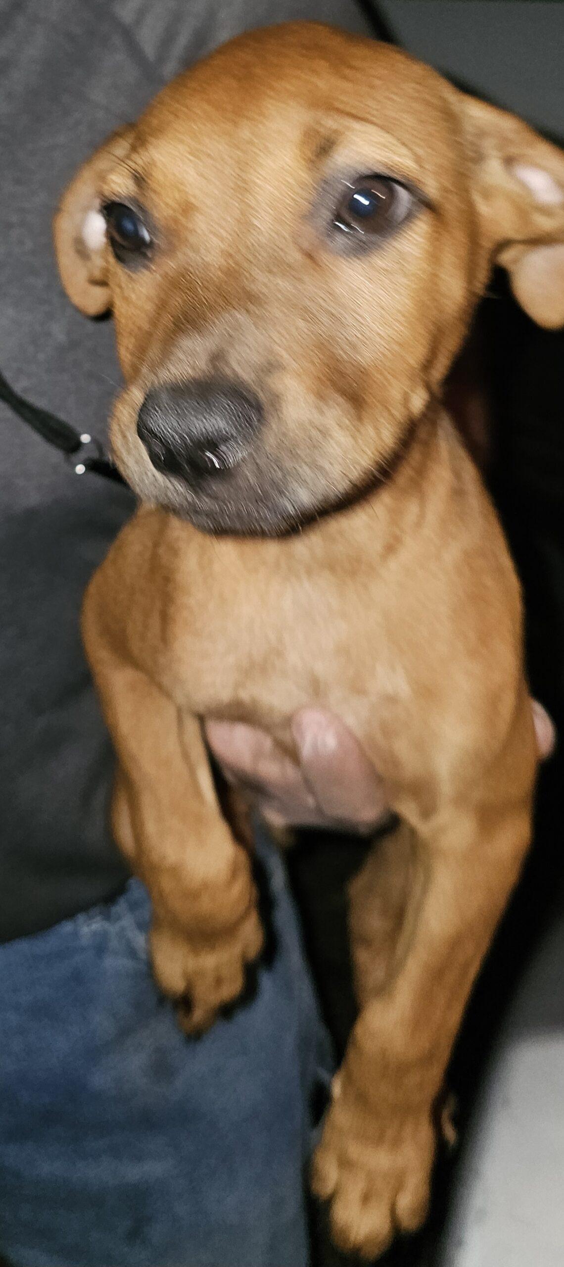 Phoenix, Adoptable, Puppy Male Black Mouth Cur & Golden Retriever.
