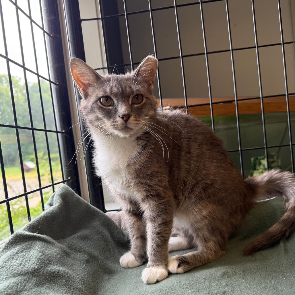 Muse, Adoptable, Adult Female Domestic Short Hair.