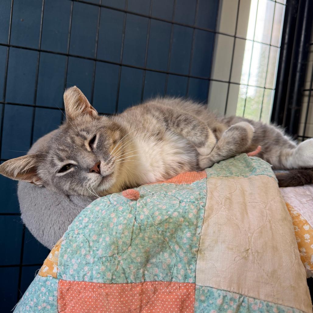Muse, a Adoptable Domestic Short Hair in Richmond, IN image 2/4