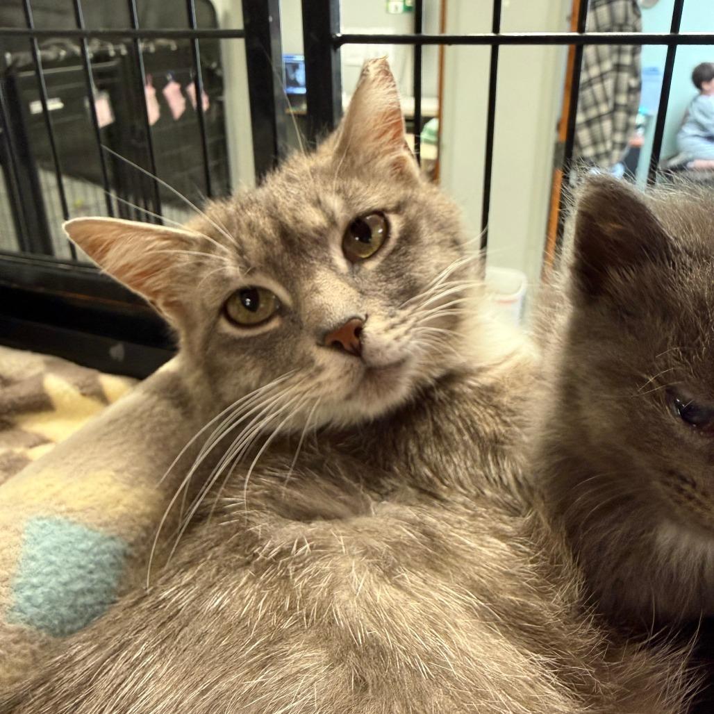 Muse, a Adoptable Domestic Short Hair in Richmond, IN image 3/4
