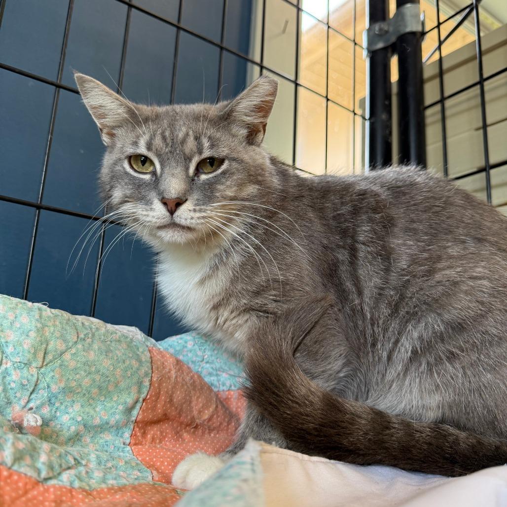 Muse, a Adoptable Domestic Short Hair in Richmond, IN image 4/4