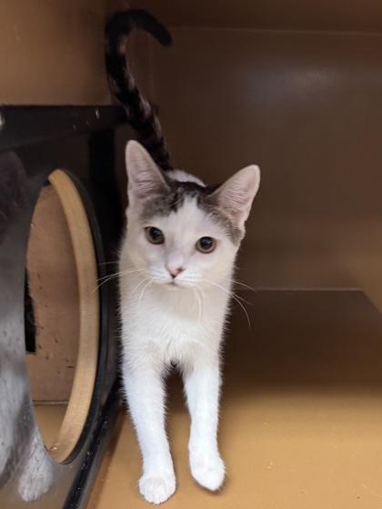 Sarah $25, Adoptable, Kitten Female Domestic Short Hair & Domestic Short Hair.