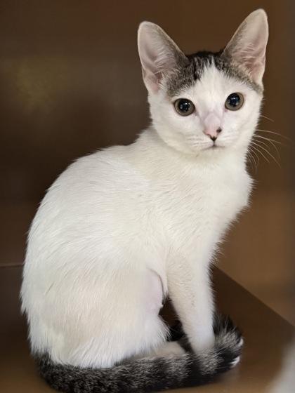 Sarah $25, a Adoptable mixed breed in Seneca, SC image 2/3