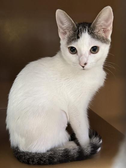 Sarah $25, a Adoptable mixed breed in Seneca, SC image 3/3